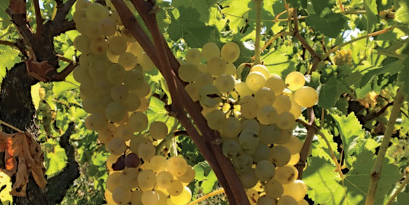 Domaine Château Palvié - Vins de Gaillac