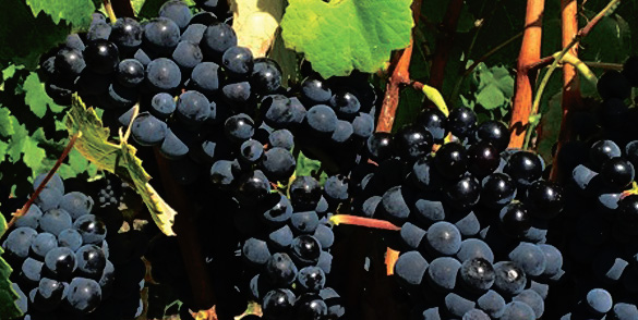 Domaine La Croix des Marchands - Vins de Gaillac