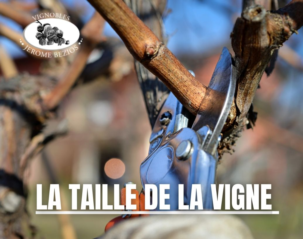 La Vigne - Qu'est ce qu'on fait en hiver ?